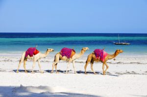 Three camels walking behind each other on Diani Beach, Kenya