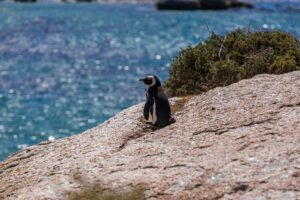 A selective focus shot of a cute penguin standing at the beach in Cape of Good Hope, Cape Town, South Africa